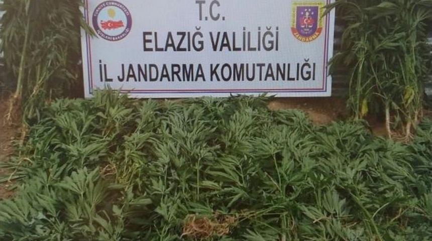 Jandarmadan Uyuşturucu İle M&uuml;cadele