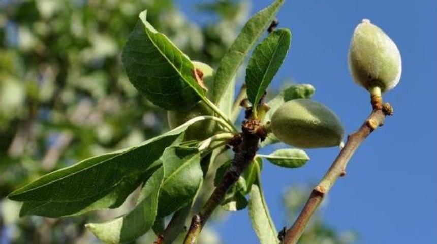Erkenci Badem Ağa&ccedil;ları Şaşırttı