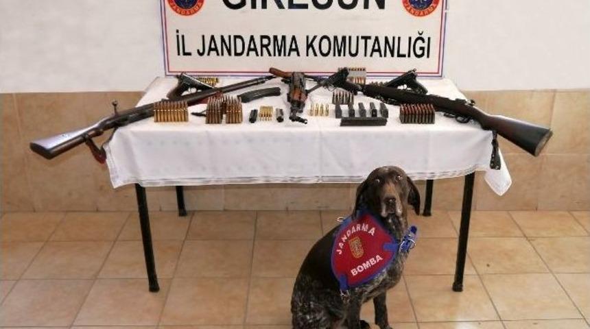 Giresun&rsquo;da Jandarmadan Silah Ka&ccedil;ak&ccedil;ılarına Baskın