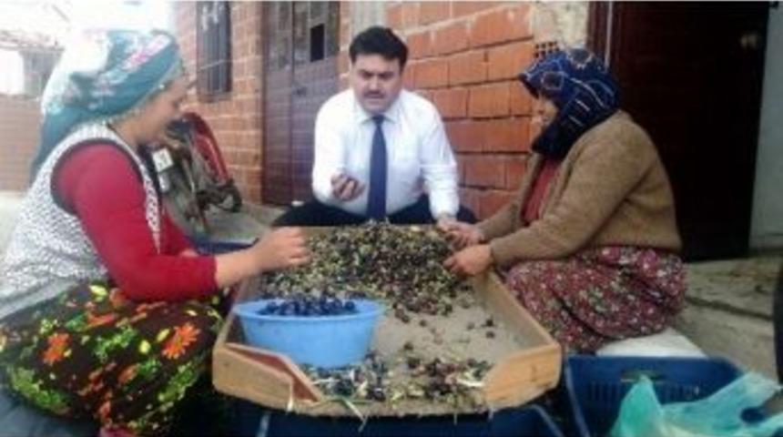 Havran&rsquo;da Başkan Tayfa İle Zeytin Ayıkladı