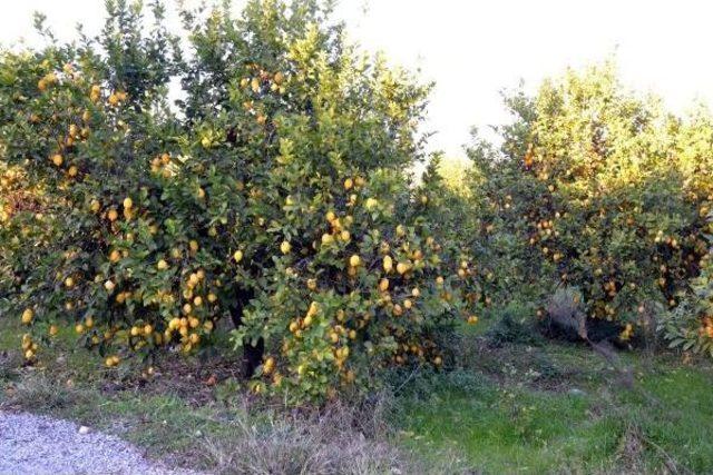 Rusya'daki Kriz Ortacalı Üretiyi De Vurdu