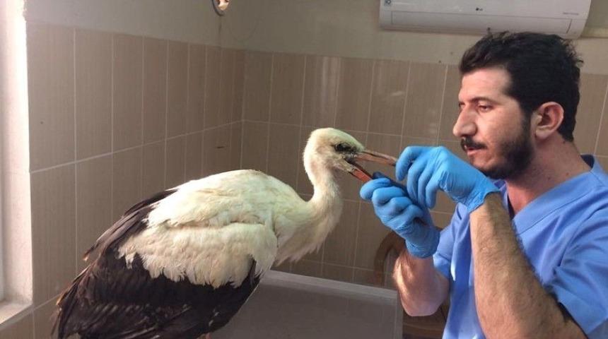 Zehirlenen Leylek Tedavi Altına Alındı