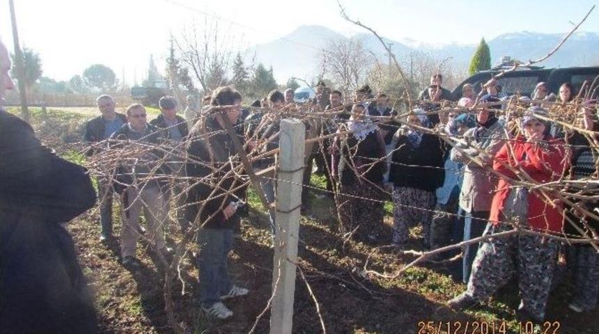 Honaz’da Çiftçilere Budama Eğitimi Verildi