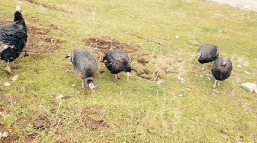 Tarım Müdürlüğü Çiftçilere Hindi Dağıttı