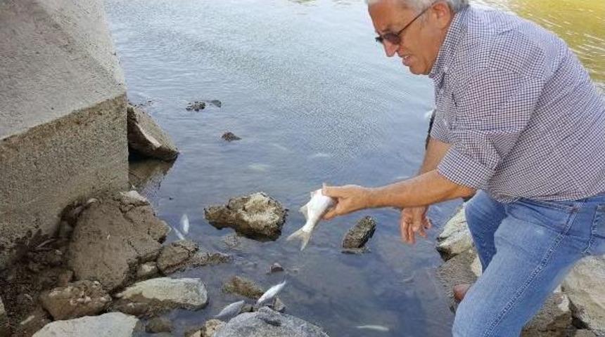 Sakarya Nehri'nde Balık &Ouml;l&uuml;mleri