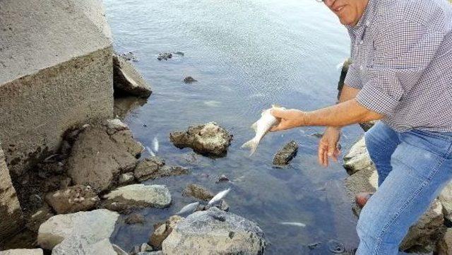 Sakarya Nehri'nde Balık Ölümleri