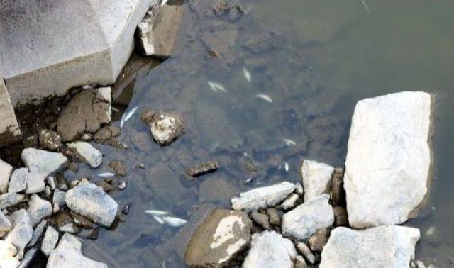 Sakarya Nehri'nde Balık Ölümleri