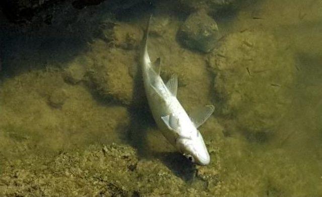 Sakarya Nehri'nde Balık Ölümleri