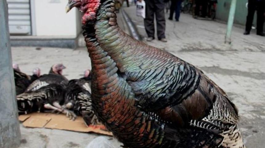 Kuzu Fiyatına Hindi