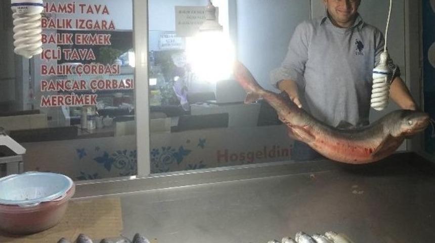 Köpek Balığı Ordu’da