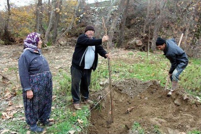 Üzümde Fiyat Düşüklüğü Çiftçileri Cevize Yöneltti