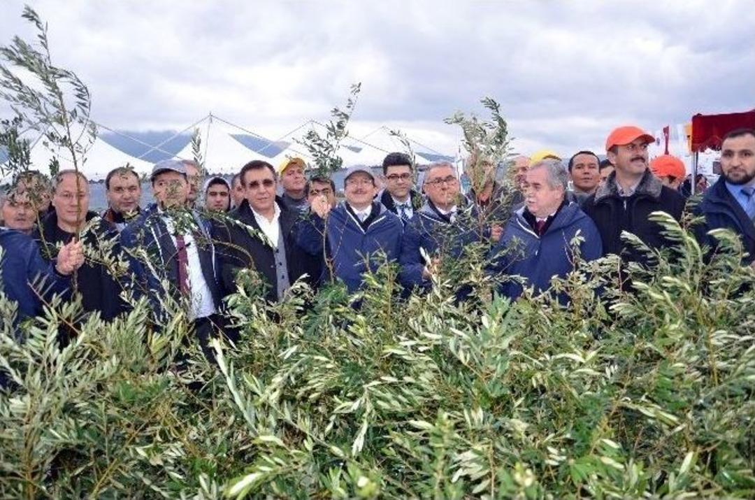 Soma&rsquo;da Zeytinler Yeniden Can Bulacak