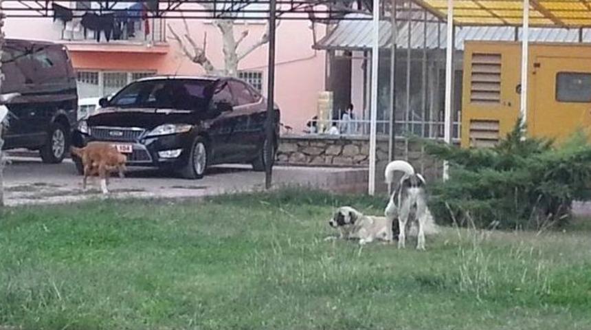 Mut&rsquo;ta Başıboş K&ouml;pekler Korku Sa&ccedil;ıyor