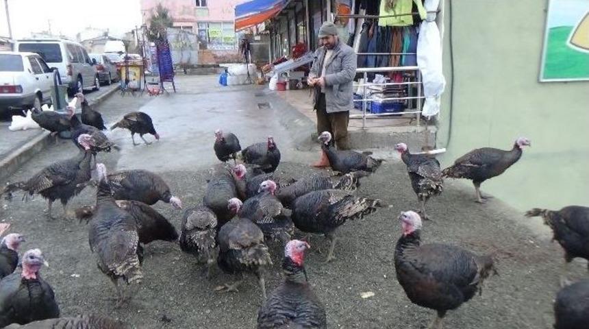 Kozme Dağı Eteklerinde Yetiştirilen Hindiler Pazardaki Yerini Aldı