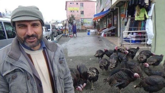 Kozme Dağı Eteklerinde Yetiştirilen Hindiler Pazardaki Yerini Aldı