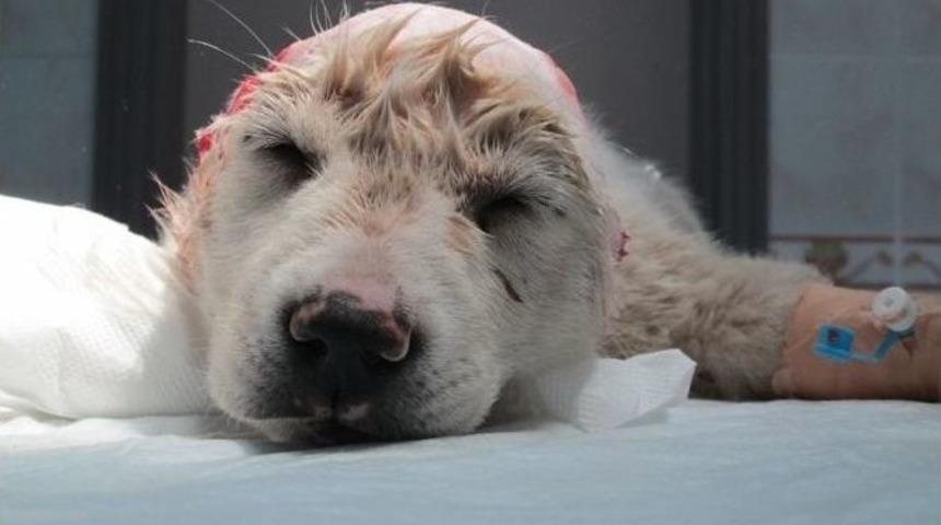 Yavru K&ouml;peğin Kulaklarını Kestiler