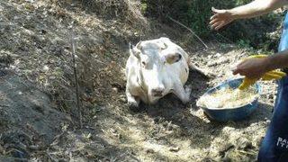 Uçurumdan Yuvarlanan İnek Ayağa Kaldırılamadı