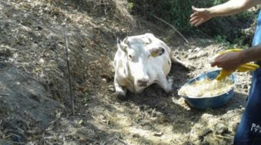 U&ccedil;urumdan Yuvarlanan İnek Ayağa Kaldırılamadı