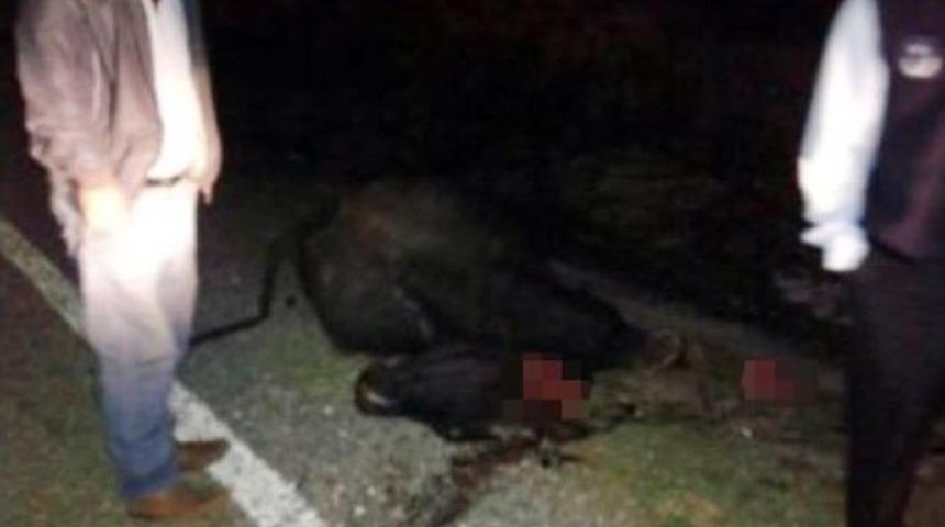 Manda S&uuml;r&uuml;s&uuml;ne Otomobil &Ccedil;arptı: 2 Yaralı