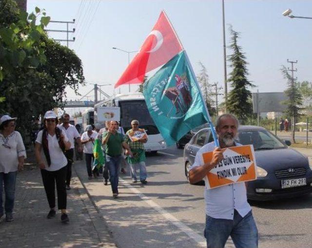 Chp nin  fındık İ&ccedil;in Y&uuml;r&uuml;yoruz  Y&uuml;r&uuml;y&uuml;ş&uuml; Başladı (2) 2