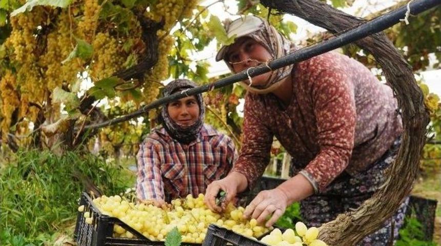 Sarıg&ouml;l&rsquo;de &Uuml;z&uuml;m &Uuml;reticileri Sıkıntılı
