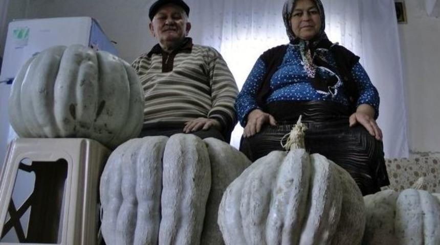 (&ouml;zel) Bah&ccedil;esinde 50 Kilo Ağırlığındaki Kabağı G&ouml;r&uuml;nce Şok Oldu