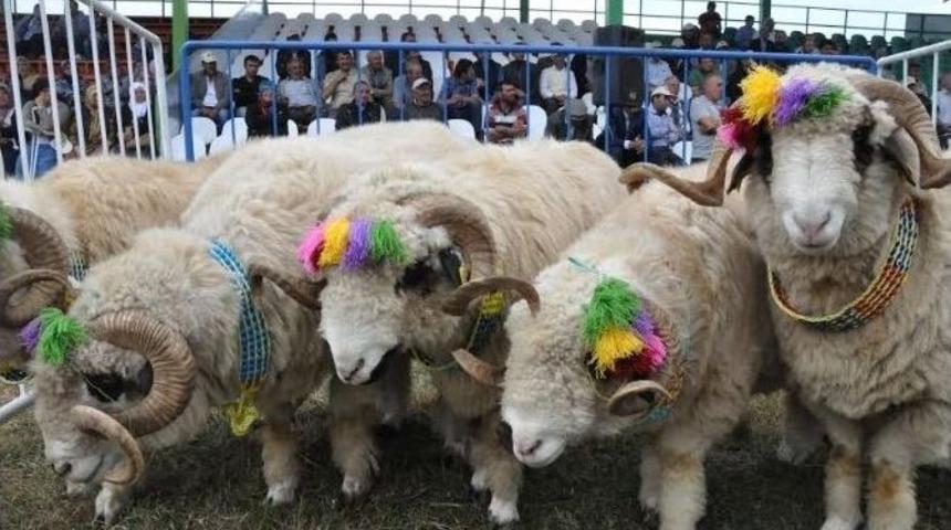 Ordu&rsquo;da Koyun Yetiştiriciliği Artıyor