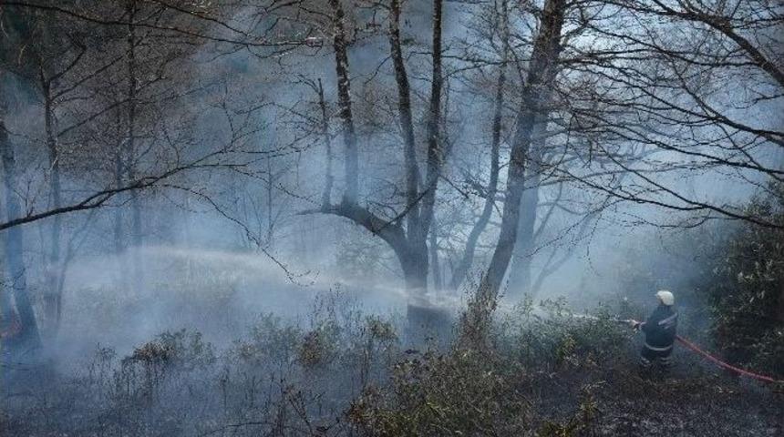 3 D&ouml;n&uuml;ml&uuml;k Orman Yandı