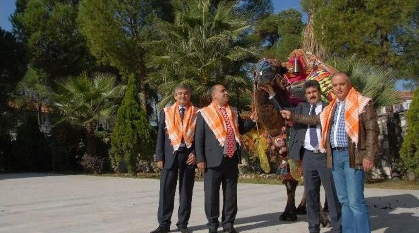 Yatağan Belediyesi Deve G&uuml;reşi Festivali 18 Ocak&rsquo;ta Yapılacak