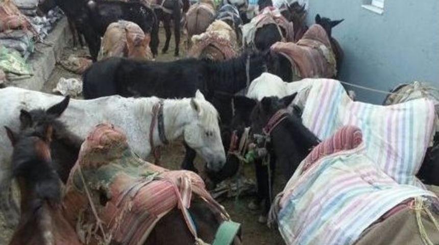 Y&uuml;ksekova&rsquo;da 97 Katır İle 160 Jelikan Ele Ge&ccedil;irildi