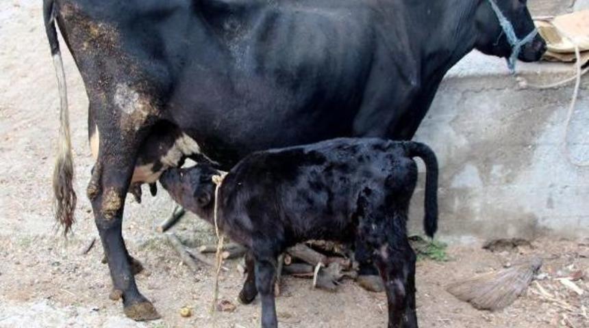 An&uuml;s&uuml; Olmadan Doğan Buzağıya Ameliyat