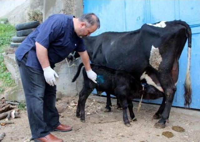 Anüsü Olmadan Doğan Buzağıya Ameliyat