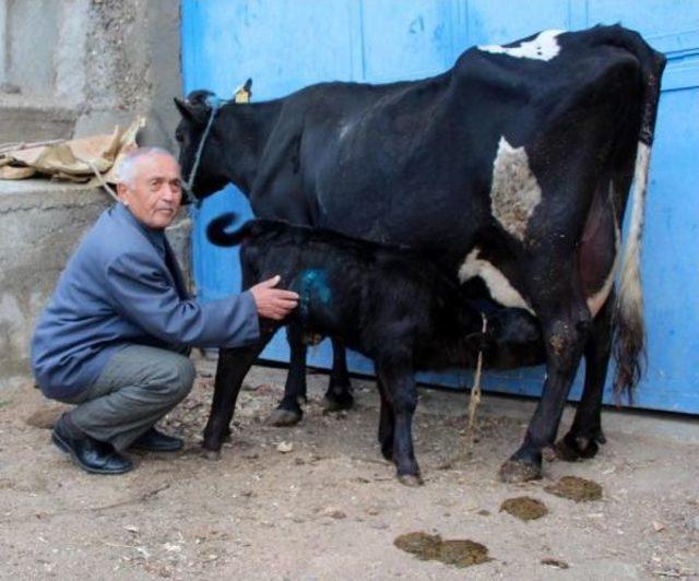 Anüsü Olmadan Doğan Buzağıya Ameliyat