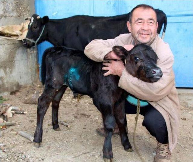 Anüsü Olmadan Doğan Buzağıya Ameliyat