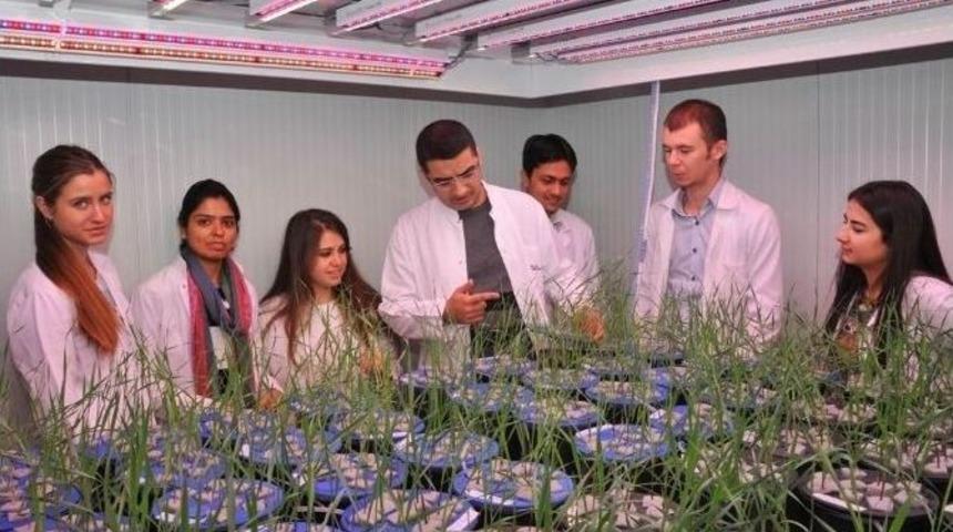 Toprak Yerine Suda Bitki Yetiştiriyorlar