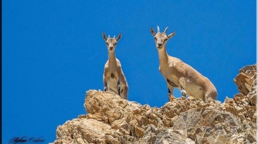 Dersim&rsquo;in Yaban Hayatı Fotoğraf Karelerine Yansıtılıyor