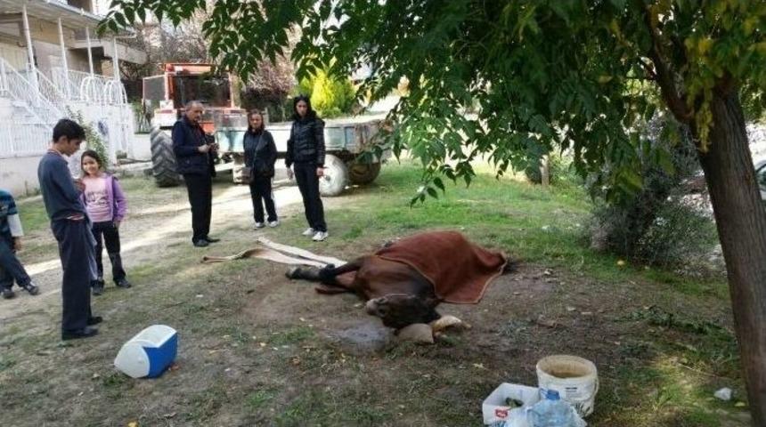 Vefasızlığın B&ouml;ylesi