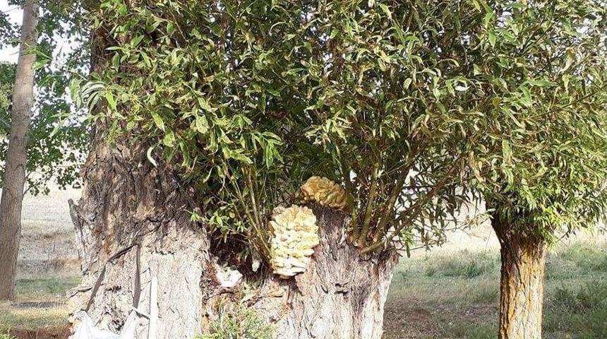Asırlık S&ouml;ğ&uuml;t Ağa&ccedil;larında Mantar