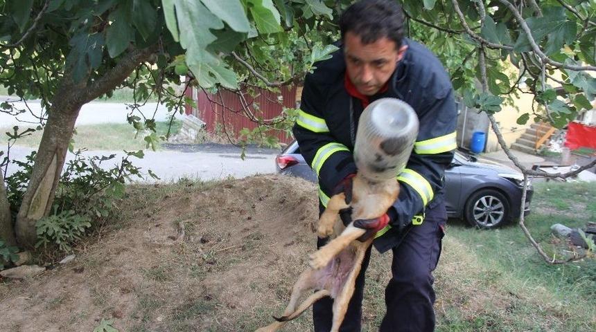 (&ouml;zel Haber) Kafasını Turşu Bidonuna Sıkıştıran K&ouml;peğe İtfaiye Yardımı