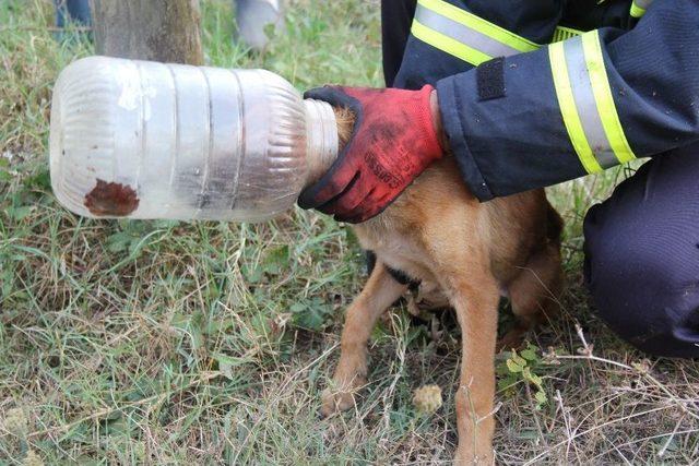 (özel Haber) Kafasını Turşu Bidonuna Sıkıştıran Köpeğe İtfaiye Yardımı