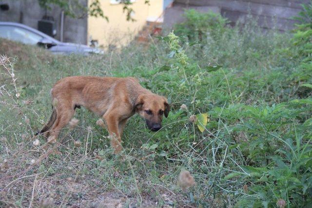 (özel Haber) Kafasını Turşu Bidonuna Sıkıştıran Köpeğe İtfaiye Yardımı