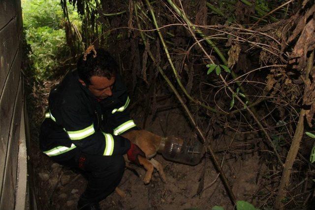 (özel Haber) Kafasını Turşu Bidonuna Sıkıştıran Köpeğe İtfaiye Yardımı