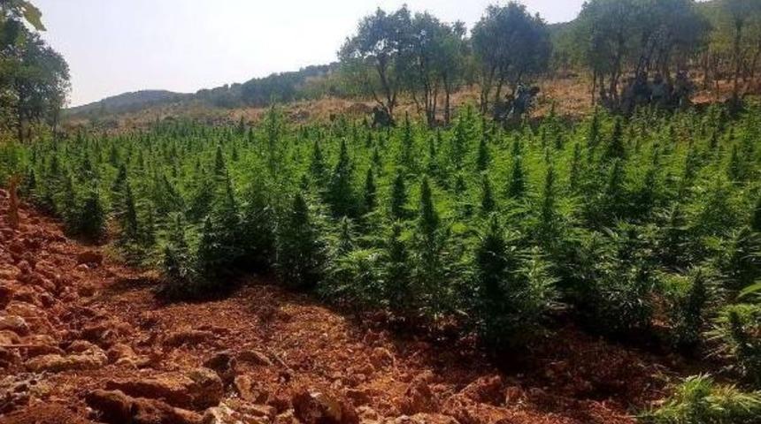 Diyarbakır'da 280 Kilo Esrar Ele Ge&ccedil;irildi