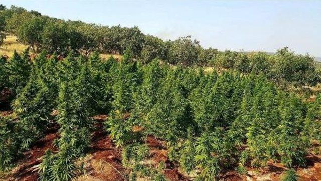 Diyarbakır da 280 Kilo Esrar Ele Geçirildi 1