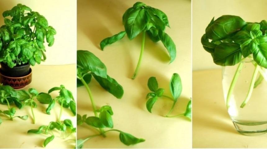 Bu Sebzelere Bir Kere Para Verin, Sonra Evde Yetiştirin!