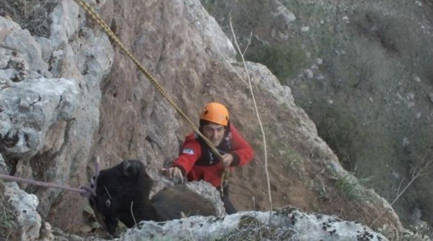 (&ouml;zel Haber) Kayalıklarda Mahsur Kalan Ke&ccedil;iler 10 G&uuml;n Sonra Kurtarıldı