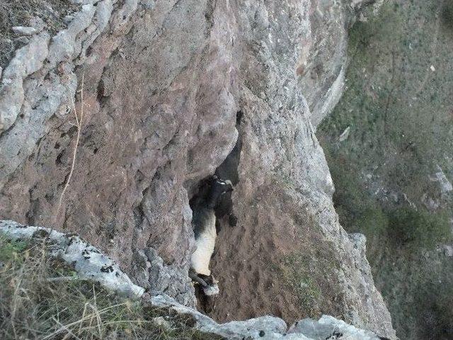 (&ouml;zel Haber) Kayalıklarda Mahsur Kalan Ke&ccedil;iler 10 G&uuml;n Sonra Kurtarıldı 2