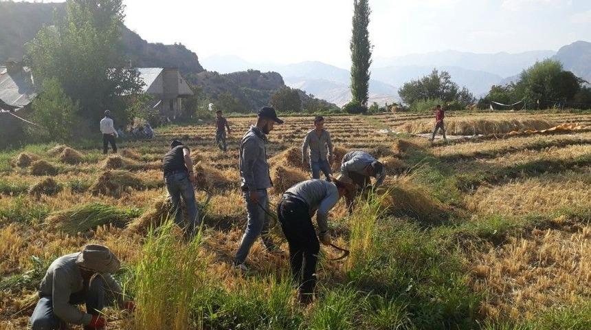 Sınırda Pirin&ccedil; Hasadı