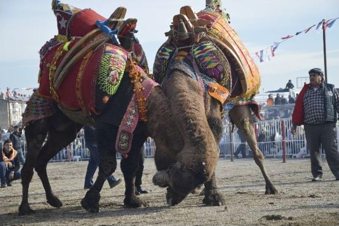 Pehlivan Develer Aydın Arenasında Boy G&ouml;sterdi