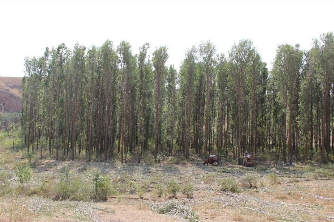 Dedeler Ekiyor Torunlar Bi&ccedil;iyor.